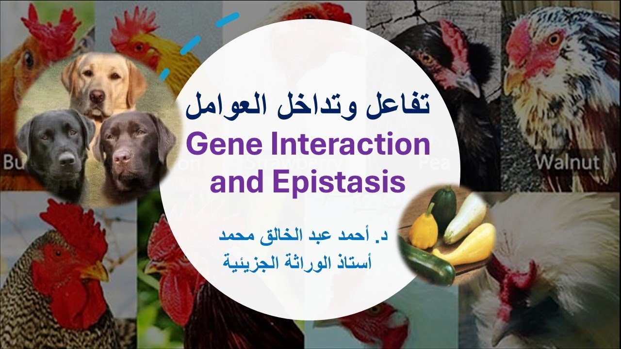 التفاعل والتفوق Gene Interaction and Epistasis