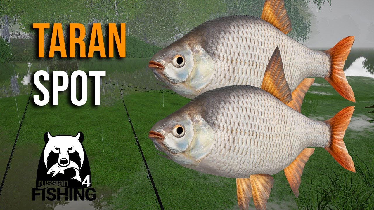 Taran Active Spot at Seversky Donets - Russian Fishing 4 #rf4