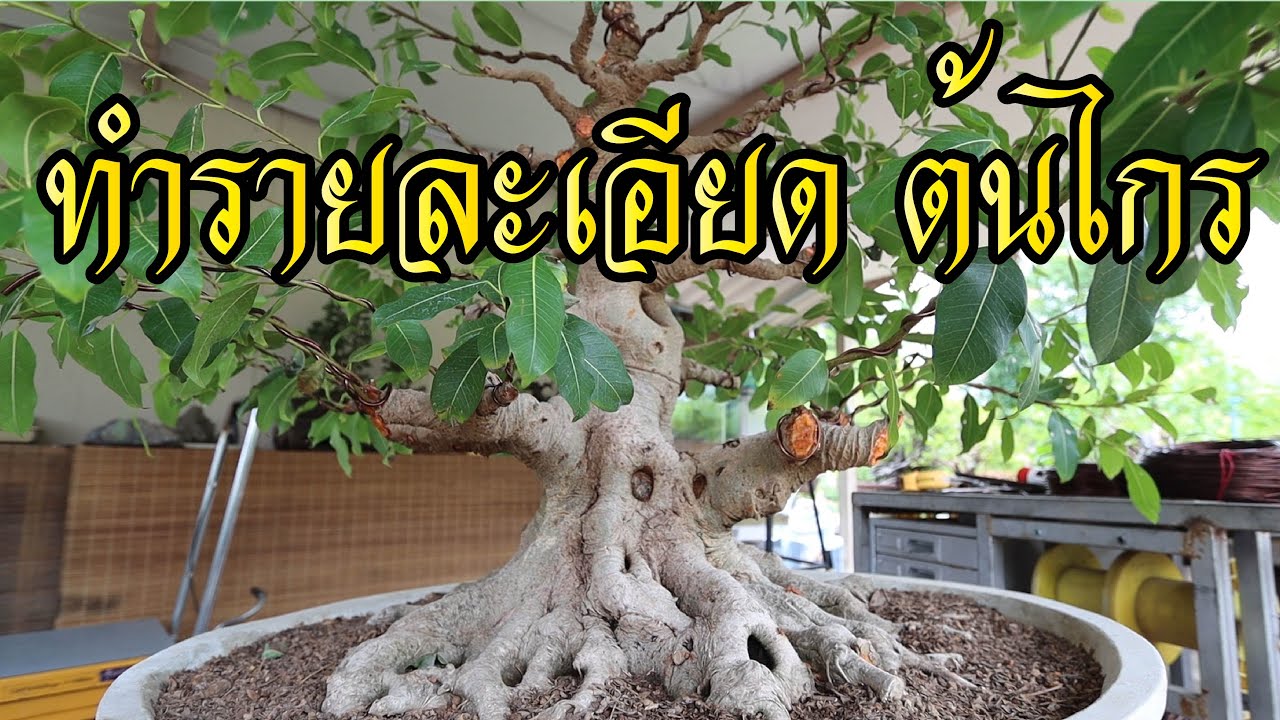 Bonsai Station [Workshop Station] EP.42 ทำรายละเอียดกิ่งต้นไกร