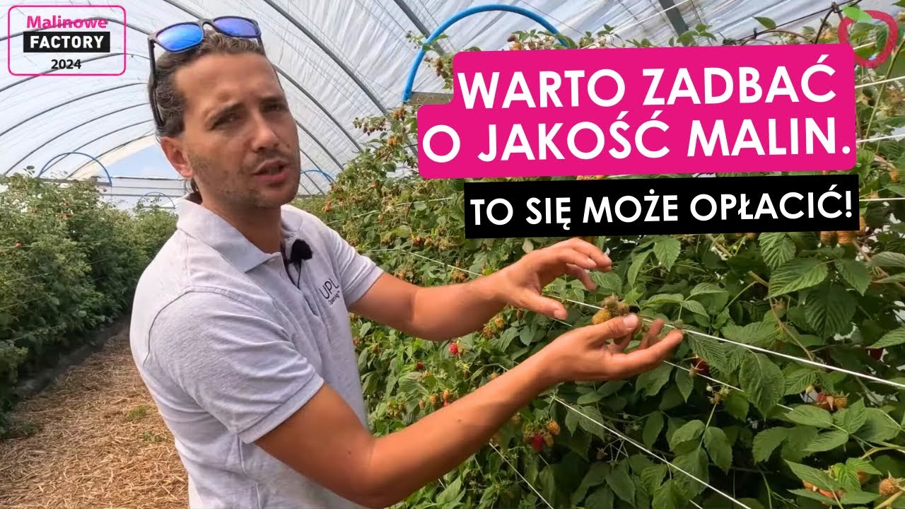 Warto zadbać o jakość malin. To się może opłacać!