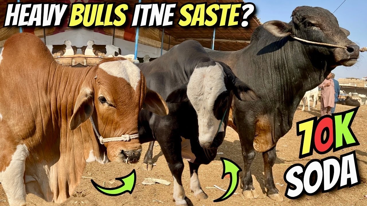 Malir Cow Mandi Ka Sab Se Bara Dhamaka! 😱 Heavy Bulls Itne Saste Ke Karachi Walon Ne RUSH Kar Diya! 