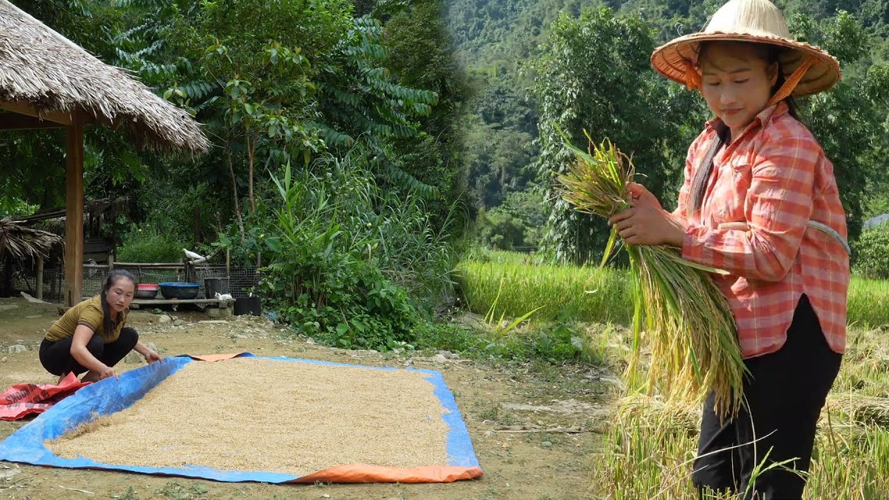 Traditional Rice Farming | Harvesting, Threshing, Drying And Milling Rice To Sell At Market