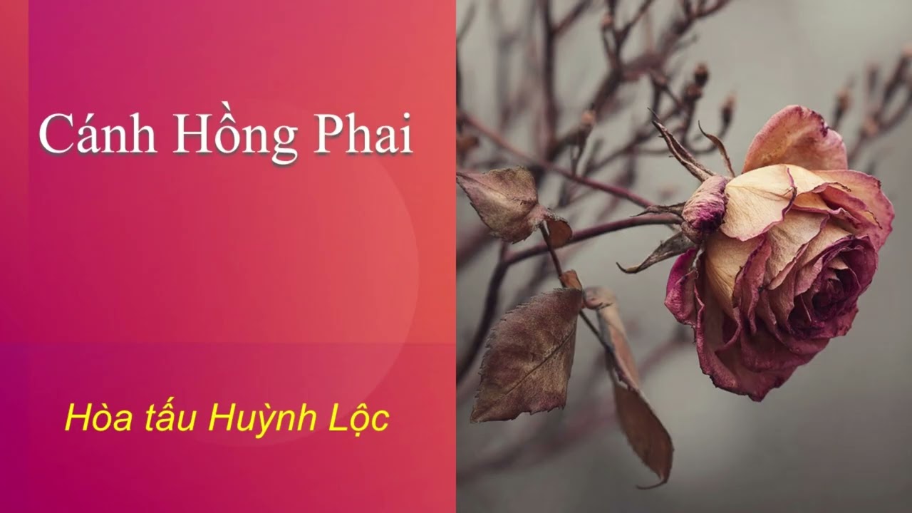 Cánh Hồng Phai
