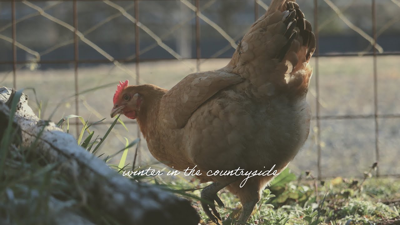くらしとニワトリ 【Japan countryside life】