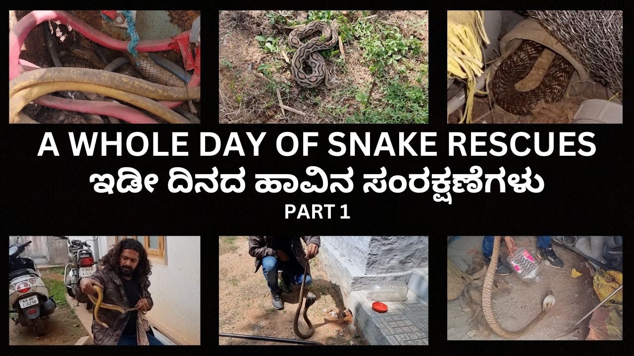 SNAKE RESCUE #49 (A whole day of snake rescues part 1)