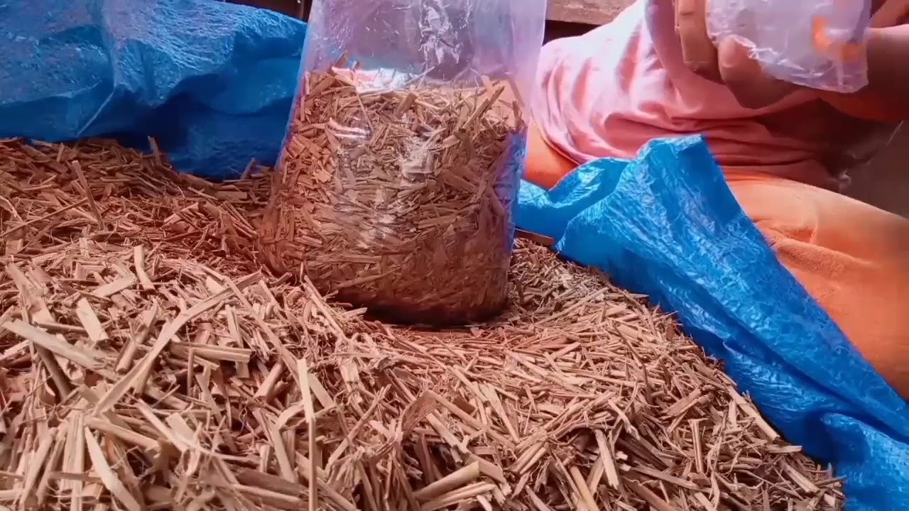 Ricestraw/dayami on growing Oyster Mushroom/Part 02