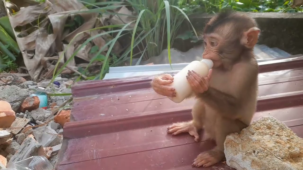 Anak monyet caca cute animal