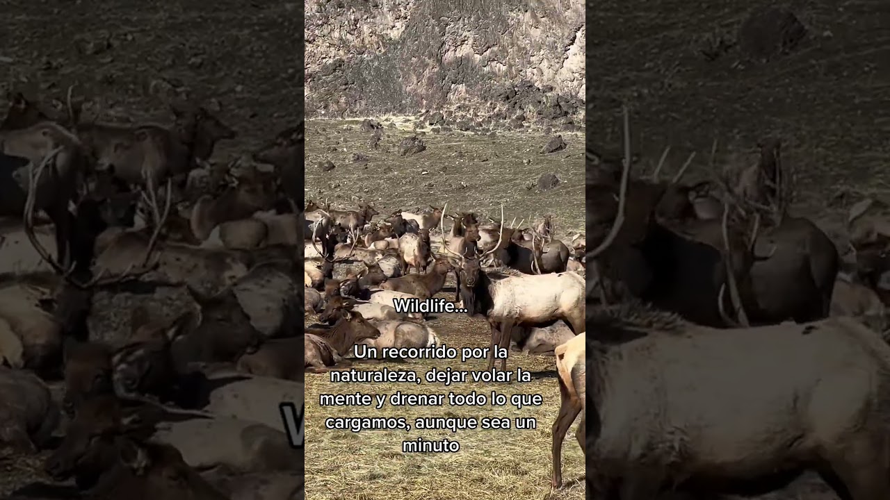 #wildlife #naturaleza #unminuto #elk #parati #fyp #family
