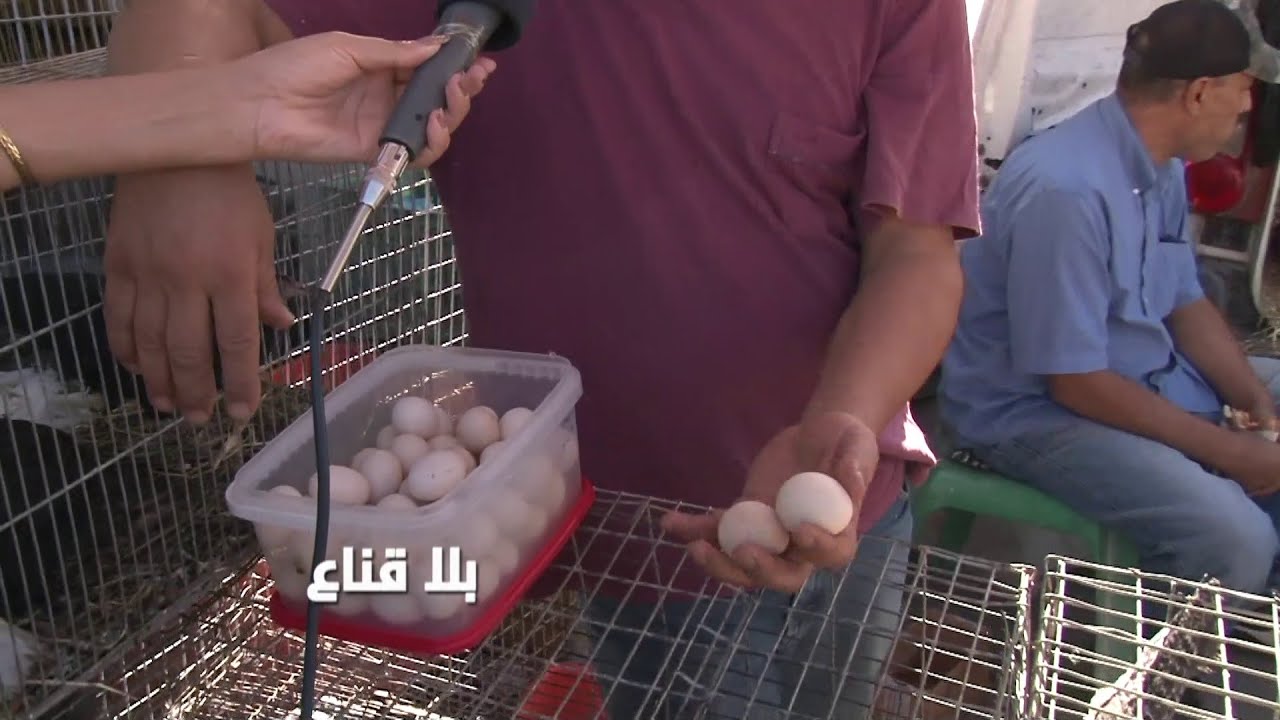 !! حارة العظم بخمسة عشر دينارا؟ التونسي وكال ويشري على بعضو واقبال كبير على دجاج الزينة