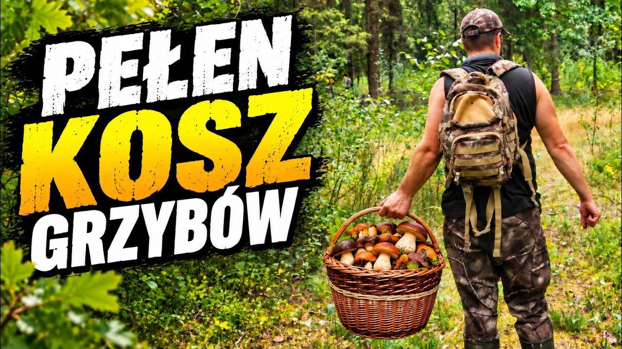 WYSYP GRZYB&Oacute;W 2026 - Borowiki i Krasnoborowiki 