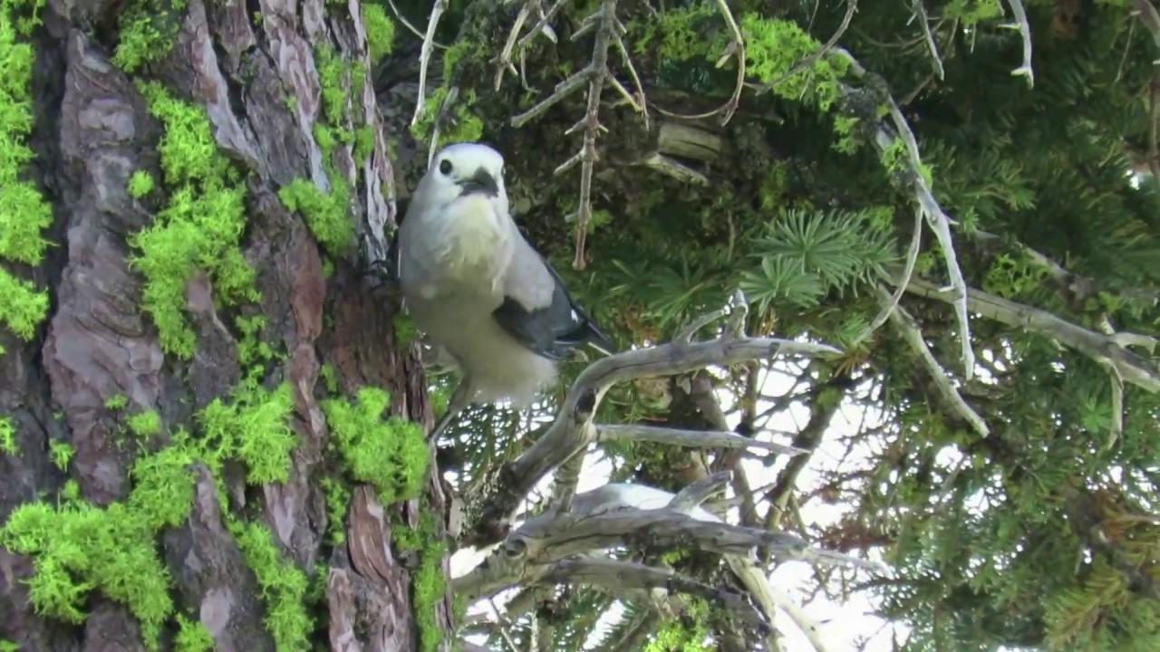 Clark's Nutcracker - Calling Gathering Food and Cashing Seeds