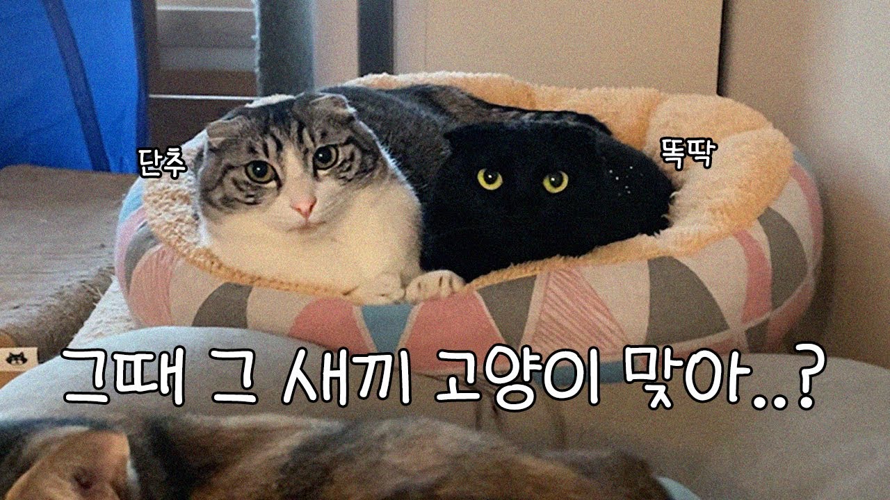 어미 고양이가 비틀거리는 새끼를 두고 떠나버린 2년 후.