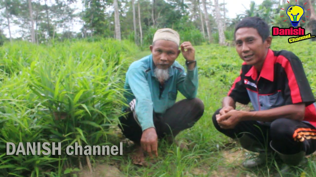 Cara Tanam Jahe, Hasil Melimpah