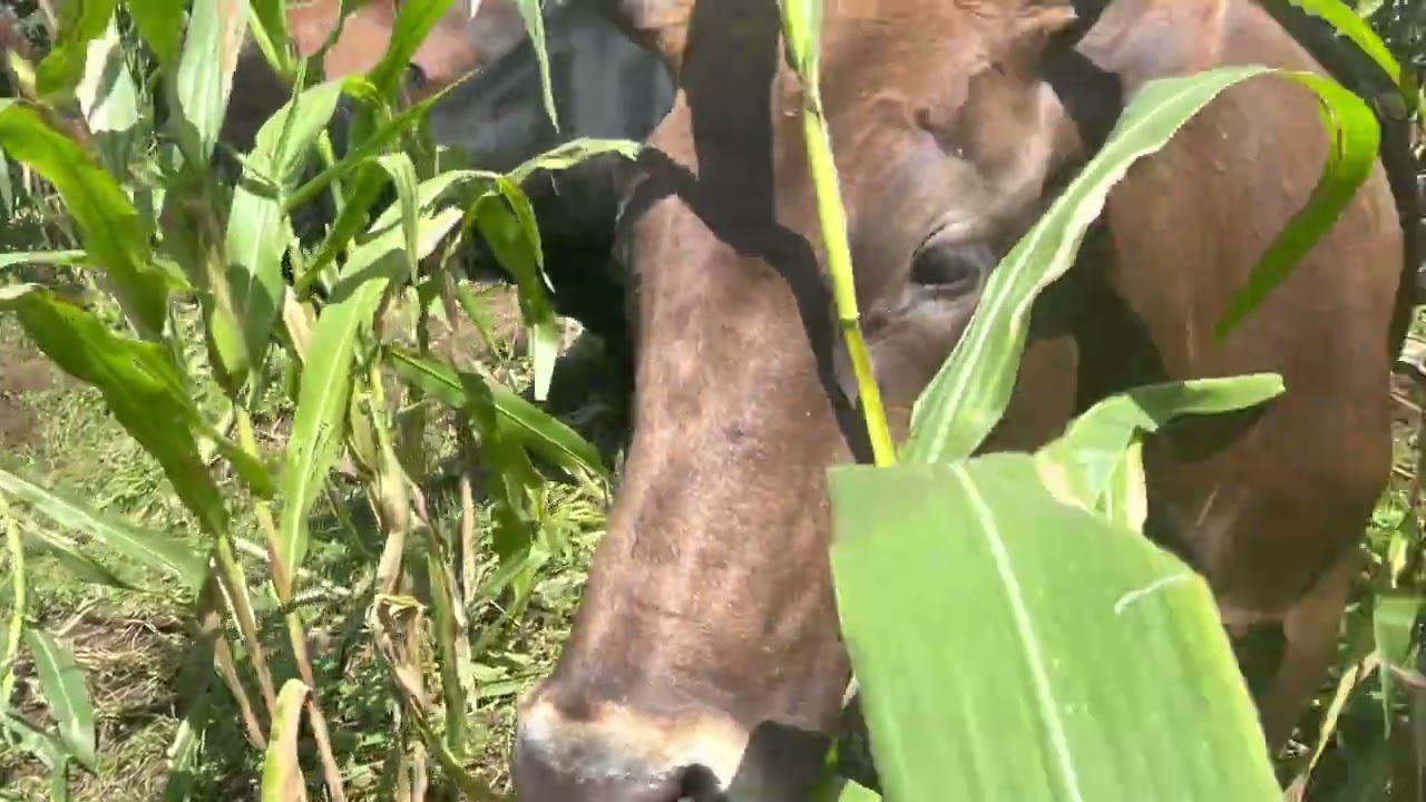 Igishengo Mukigoro gori