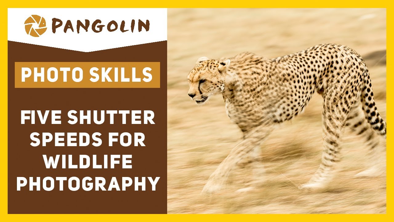 5 Shutter Speeds You Need For Wildlife Photography