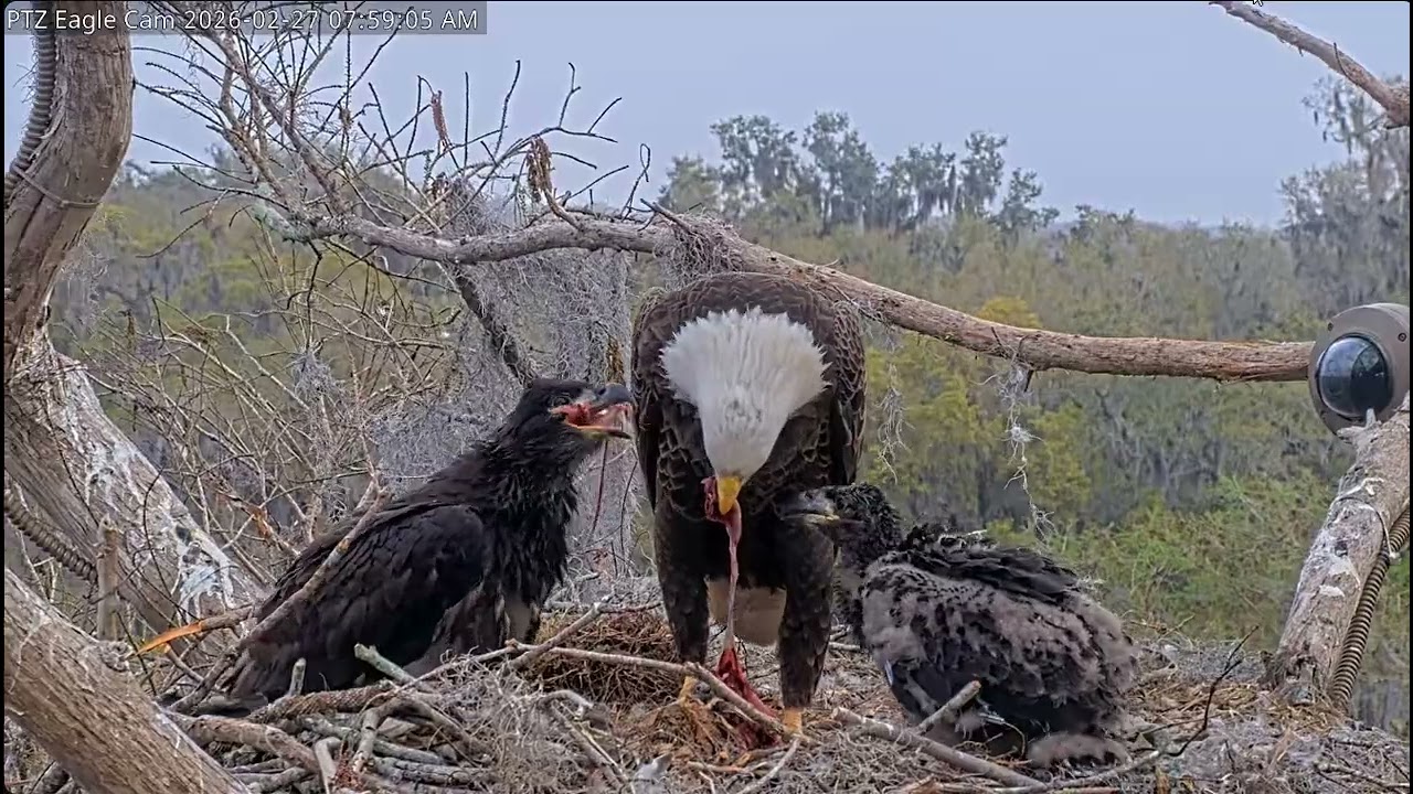 Winter Park Eagle- Bieliki amerykańskie -Gryzoń na śniadanie- Karmienie E1🐥🌹🍀 i E2🐥🌹🍀27/02/2026