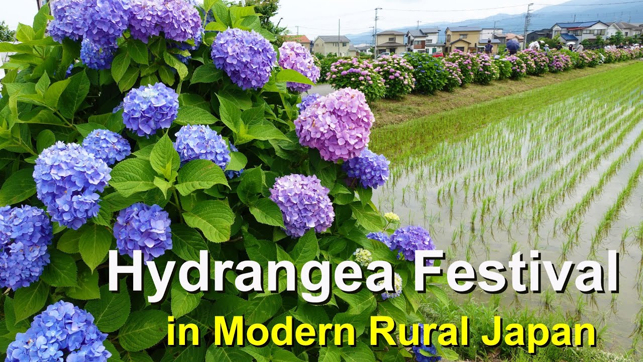 【Modern Rural】Hydrangea Festival in Kaisei town, Japan