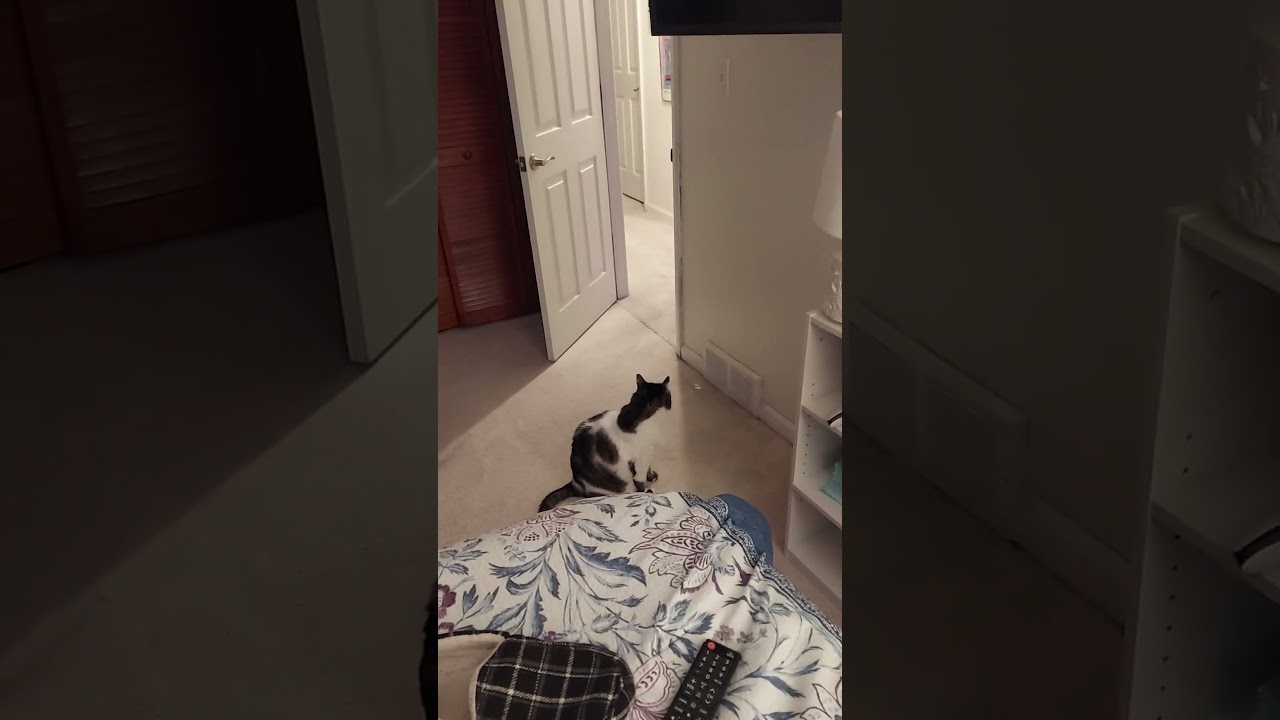 Глядя на Корарру из кровати