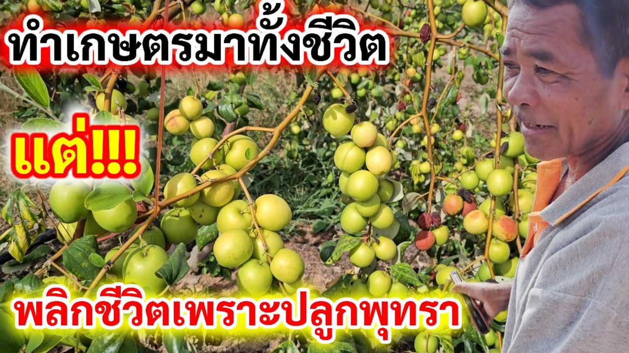 พลิกชีวิต💥จากทุ่งนาแห่งแล้ง ตัดสินใจทำไร่นาสวนผสม จนประสบความสำเร็จได้ในทุกวันนี้
