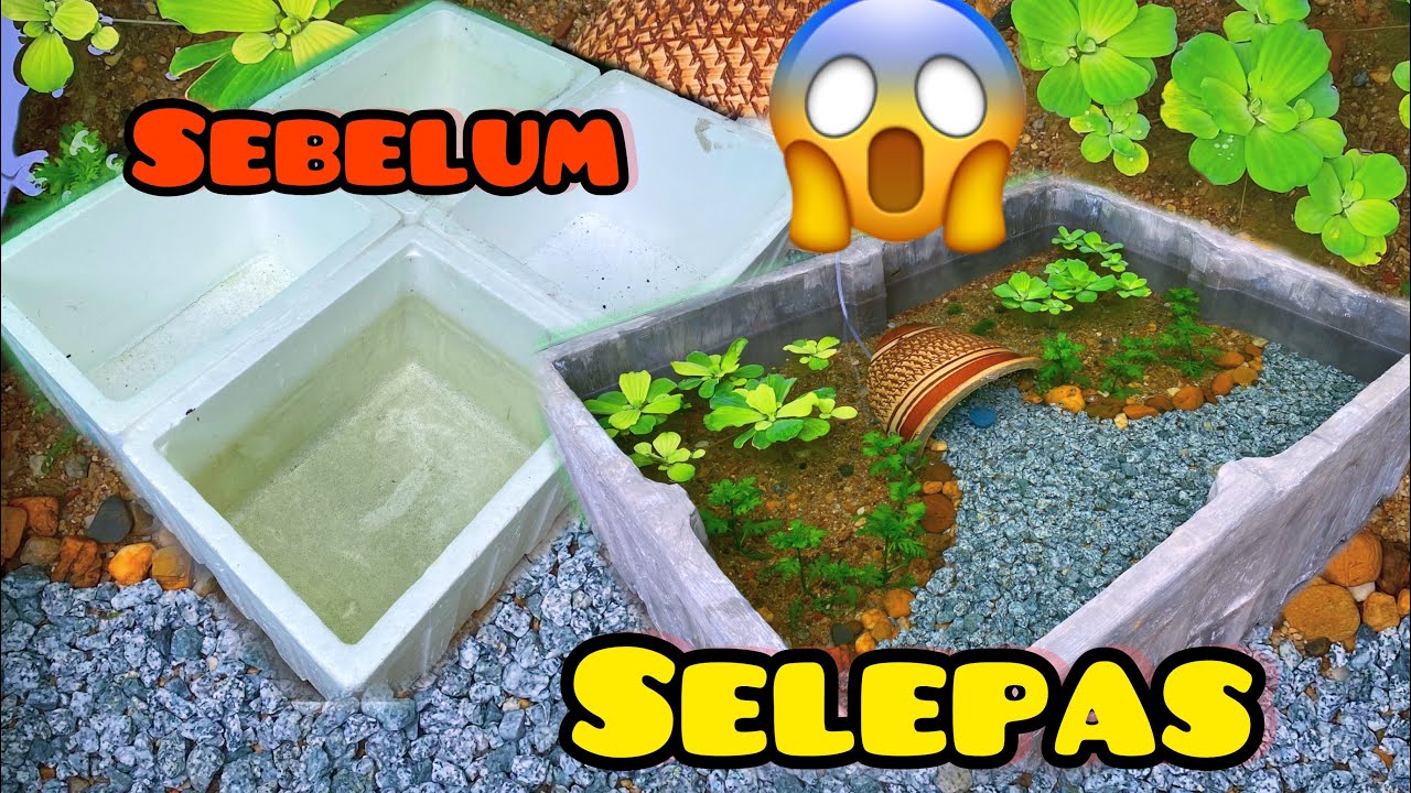 DIY guna tong polistren jadi kolam ikan