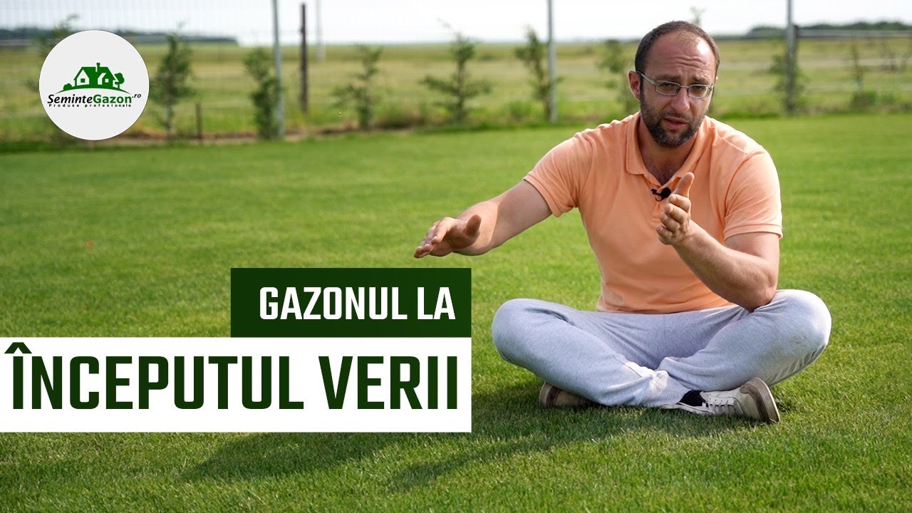 Gazonul la începutul verii:Tije cu seminte, iarba ”arsa”, buruieni, bureti. Mai semănăm? Scarificăm?