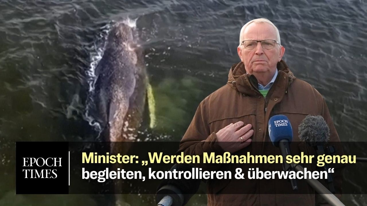 Rettungsaktion f&uuml;r Wal Timmy startet &ndash; Umweltminister will &bdquo;begleiten, kontrollieren & &uuml;berwachen&ldquo;
