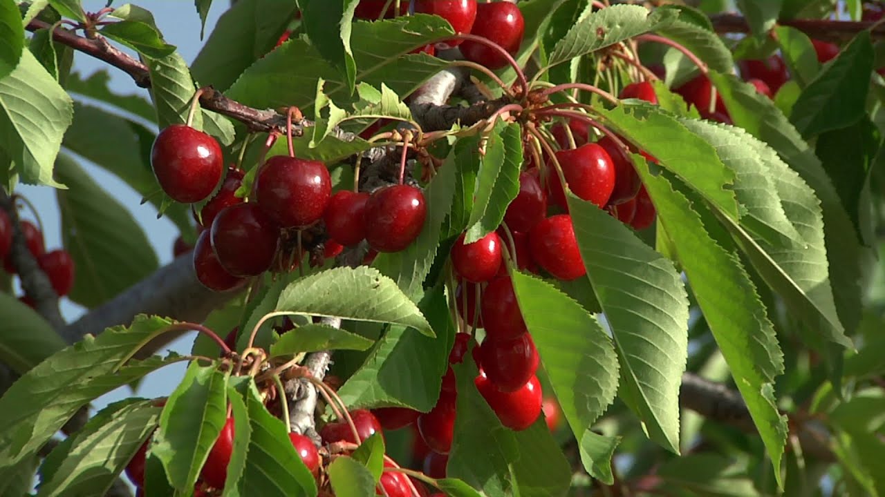 El cultivo de las cerezas de Sierra Sur y Sierra Mágina, en Jaén, continúa a la baja