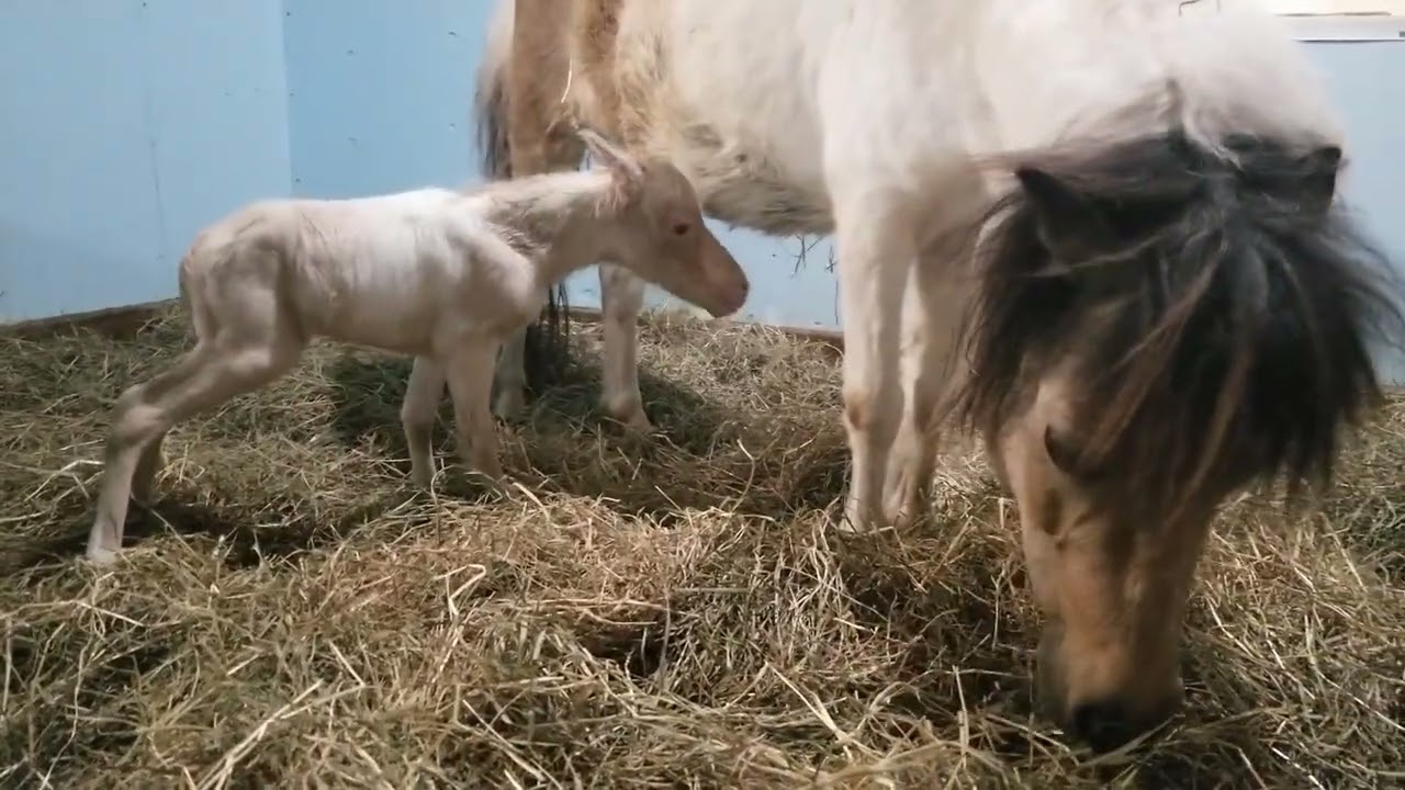 Early arrival! Princess had a perlino pinto colt