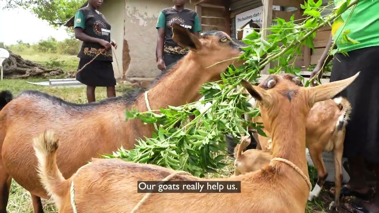 Empowering AGYW through Goat Keeping & Economic Strengthening   Tim Kinda
