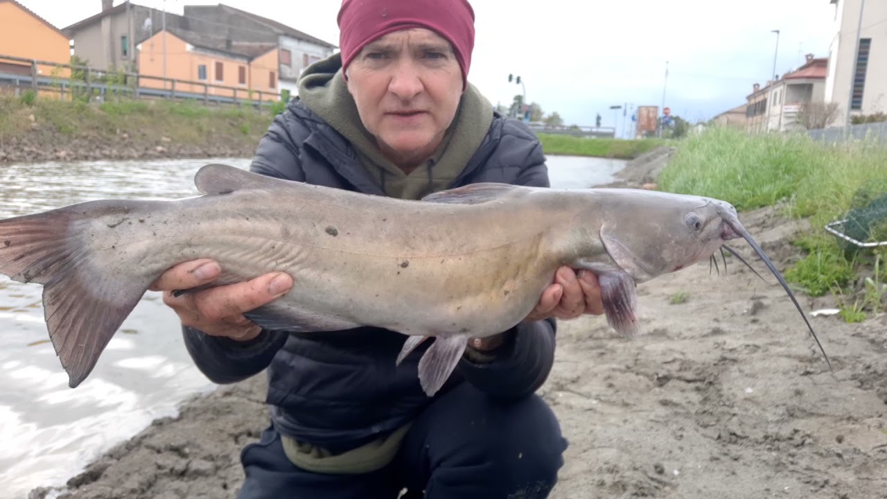 pesce gatto americano