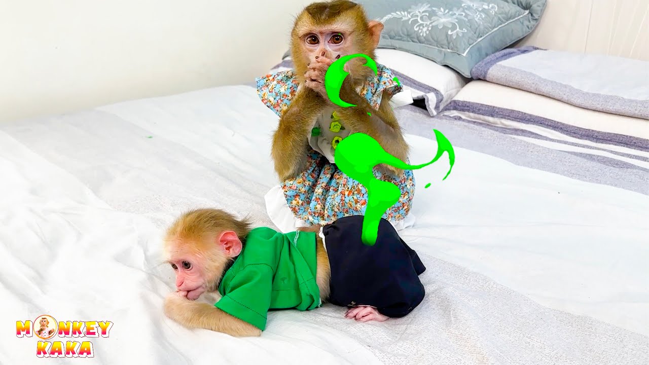 Why did Monkey Kaka cover nose? Learn about Mit's poop incident