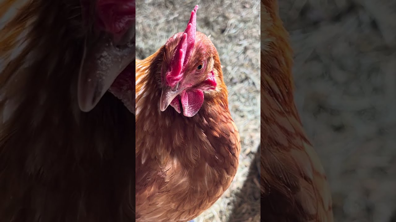 6 minutes of chickens.  🐓 one bombed my shoe. 