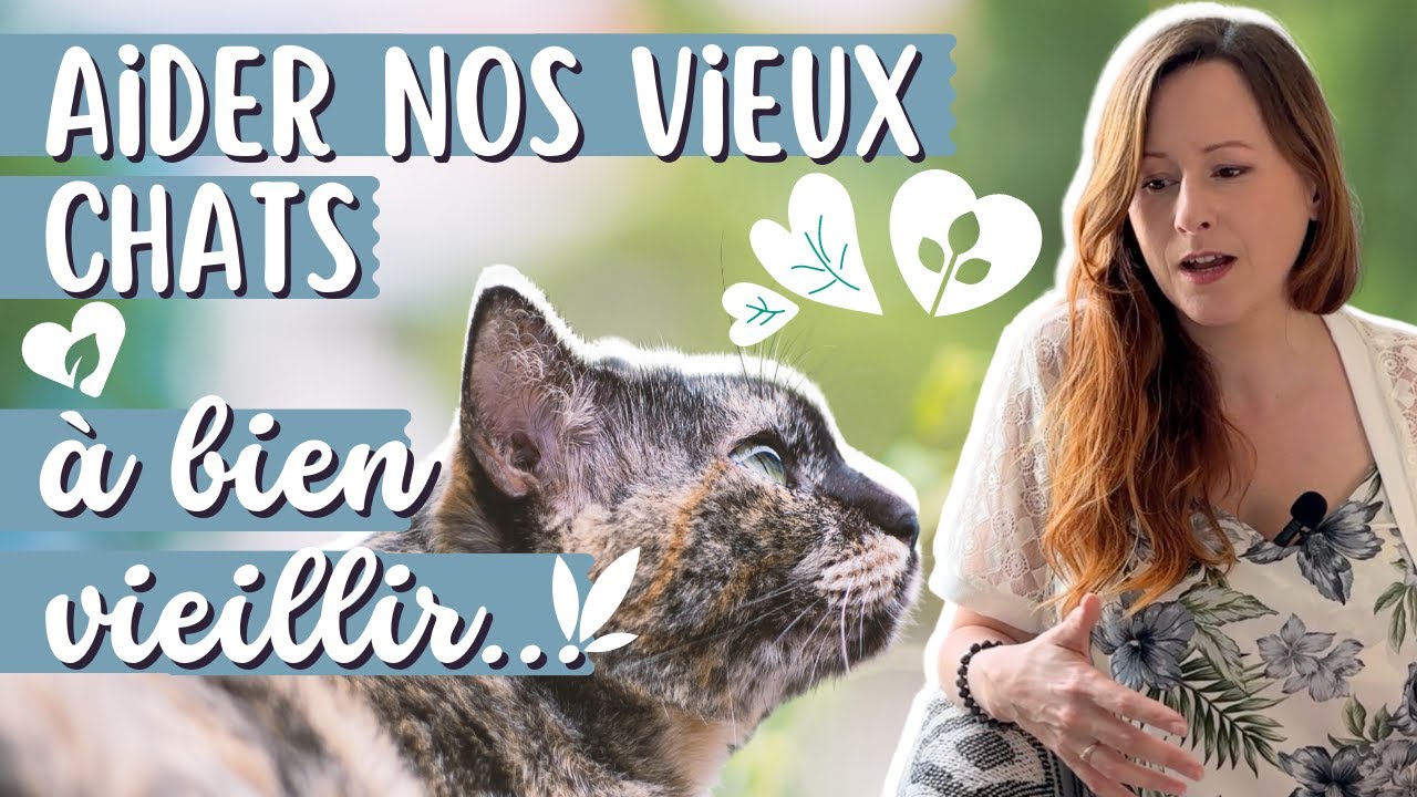 Comment aider un chat âgé à vieillir le mieux possible