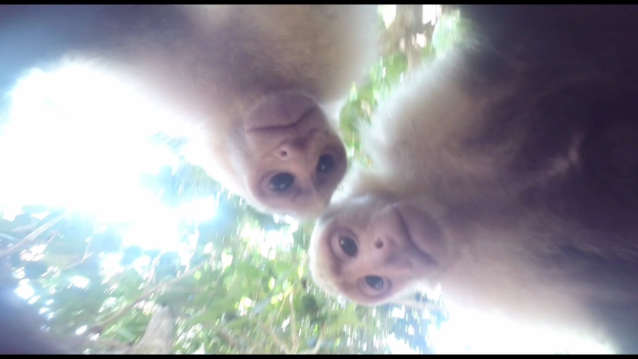 Monkeys Steal GoPro!