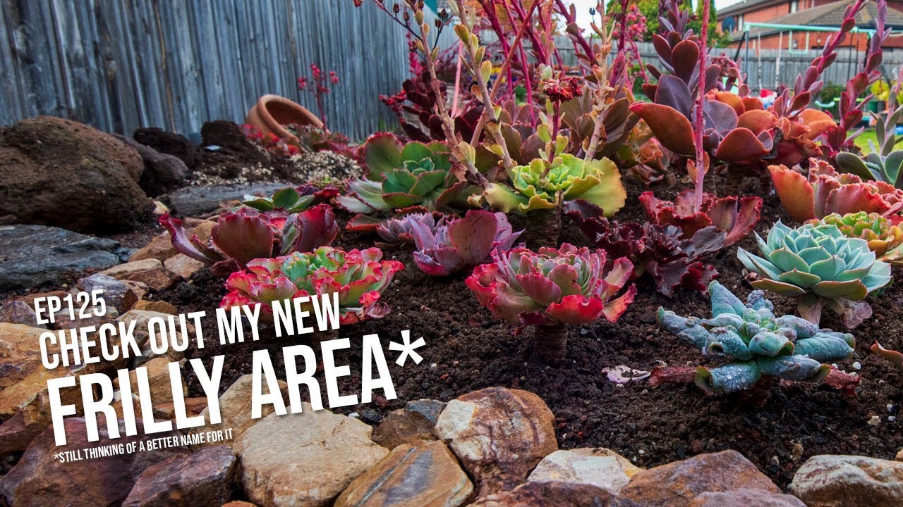 #125 I planted lots of Echeveria in my garden, here are their names