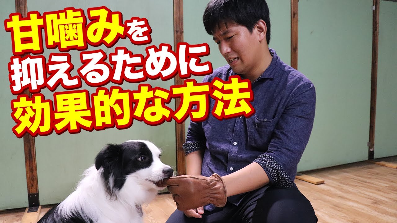 甘噛みを抑えるためには●●が効果的！甘噛みにお悩みの方はぜひ見てください！
