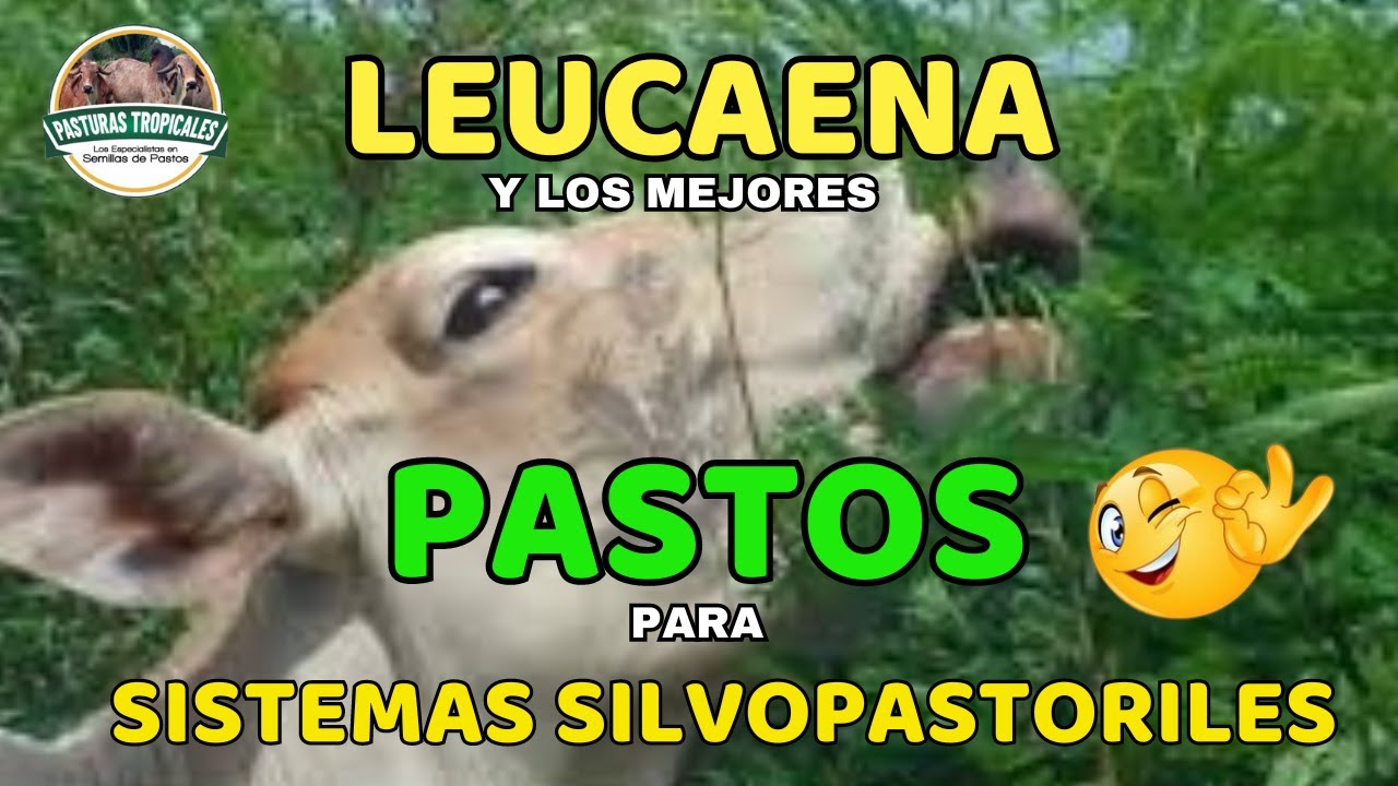 Leucaena y los mejores pastos para Sistemas Silvopastoriles #ganaderiacolombiana #ganaderoscolombia