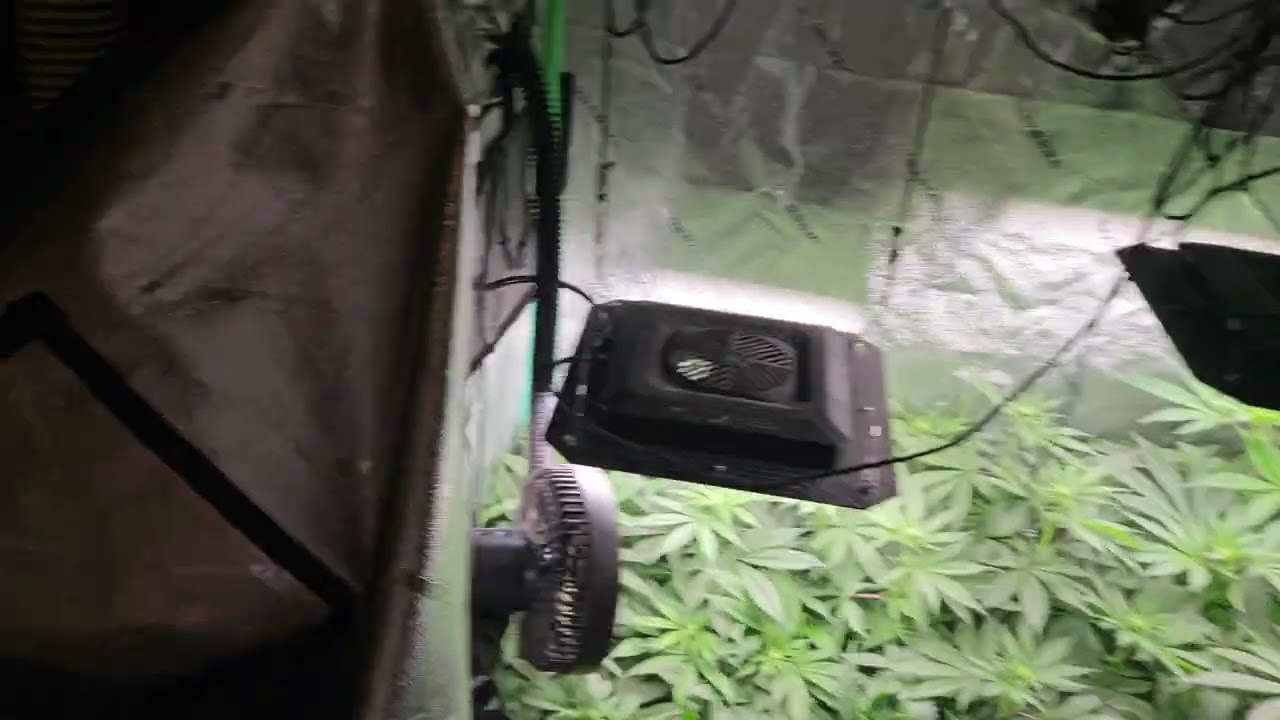 Balkh Hash Plant by Khalifa Genetics