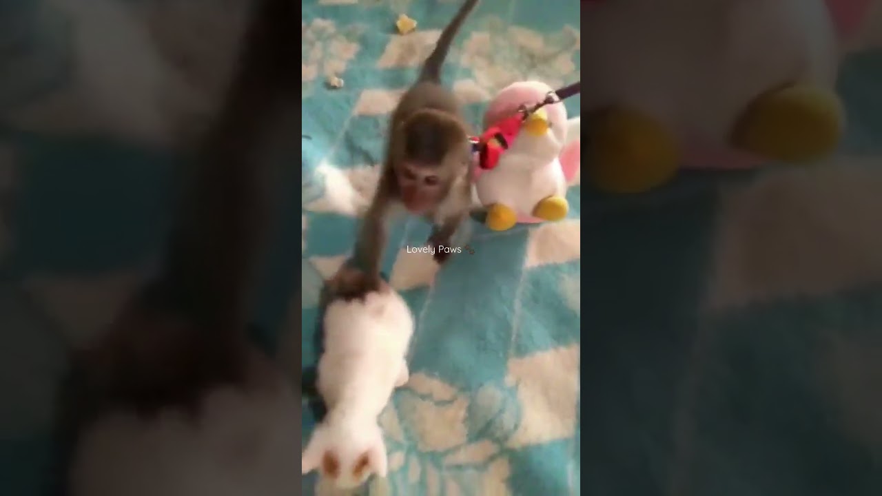 Hey! What are you looking at?! - Mumu       #shorts #animals #pets #monkey #lovelypaws