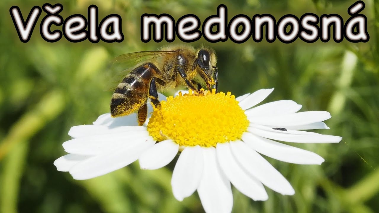 Včela medonosná (Apis mellifera)