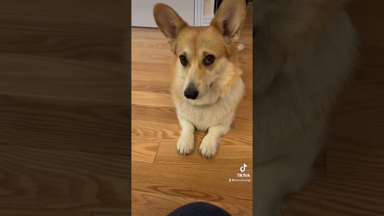 Where there's treats, there's Corcor the corgi 😏