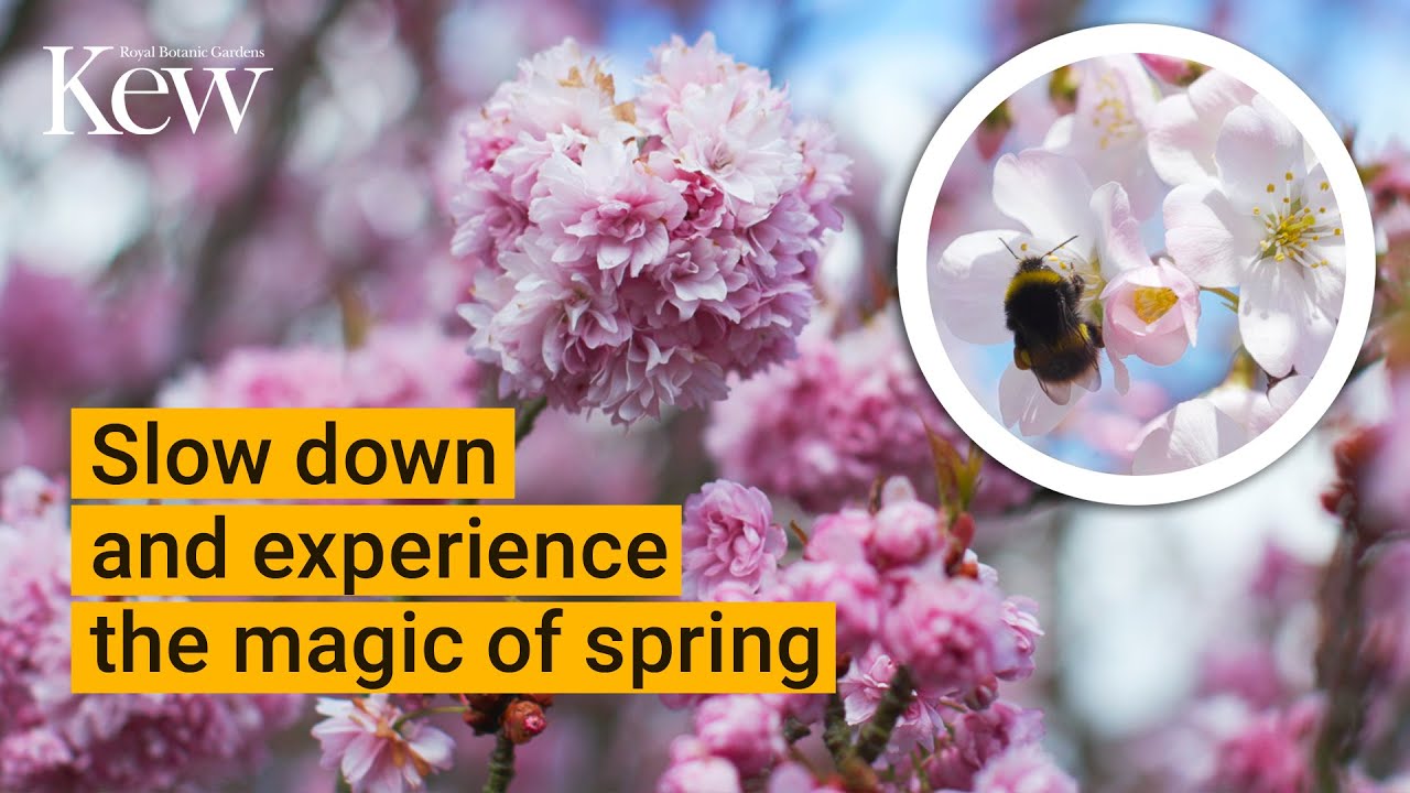 Slow TV: Sounds of Blossom | Kew Gardens