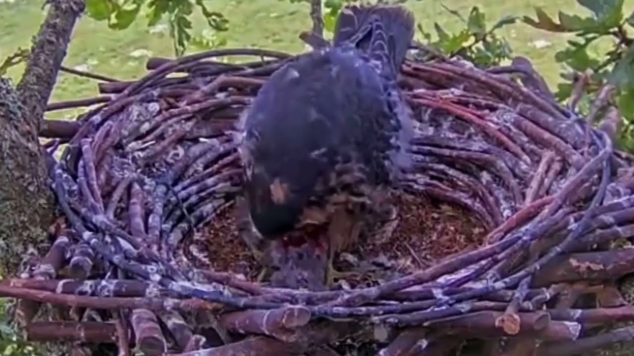 #falcon Cam4#141 Review baby birds in the nest - Dad and mother brings food to feed their chicks