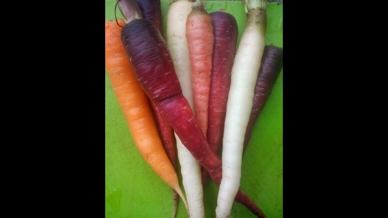 How to Grow Rainbow Carrots   seed to harvest