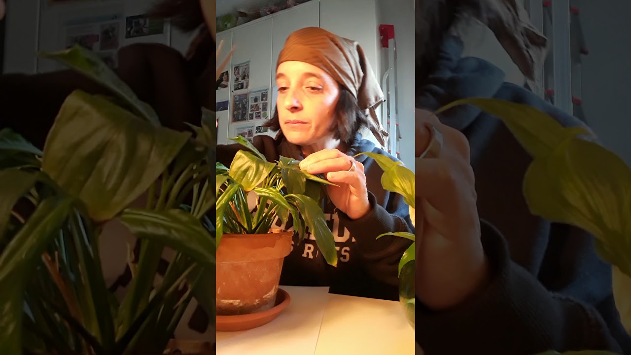 problemi con lo spatifillo