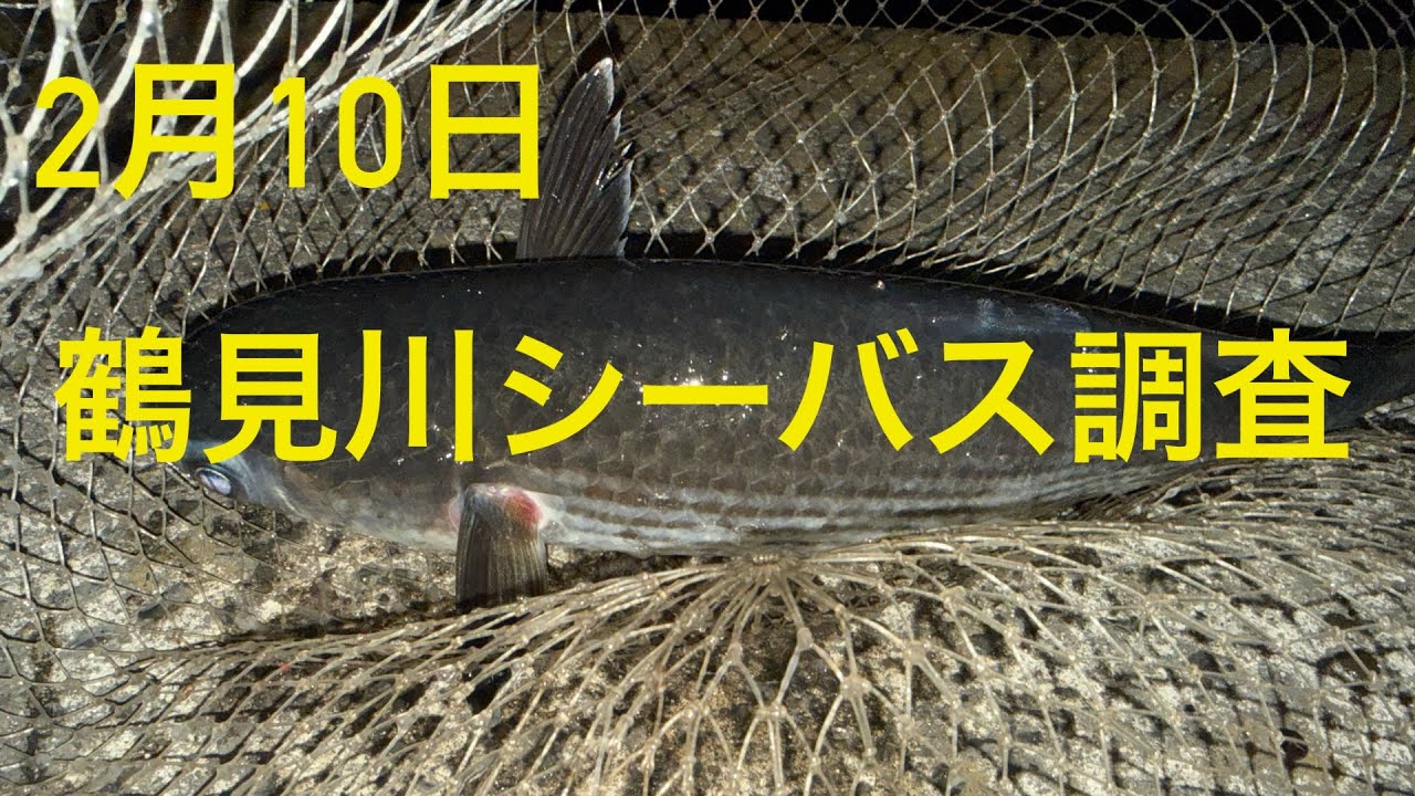 【鶴見川】2月10日鶴見川シーバス調査