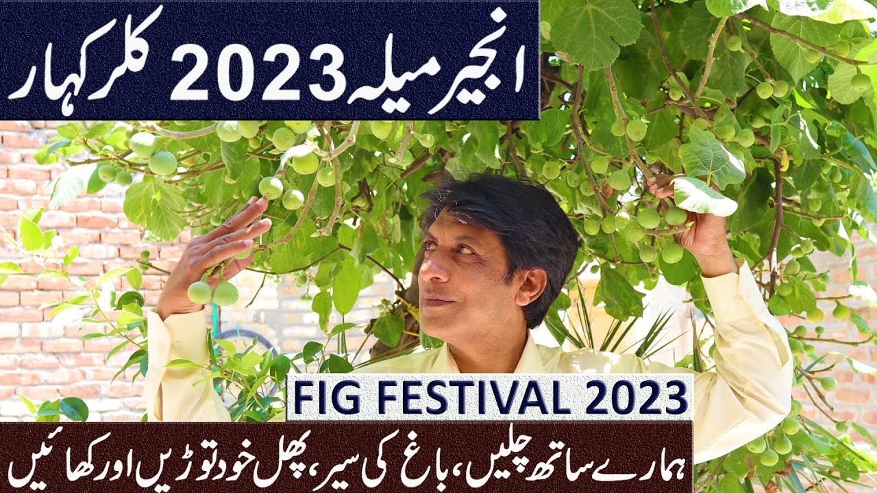Announcement FIG FESTIVAL Kallar Kahar in June 2023