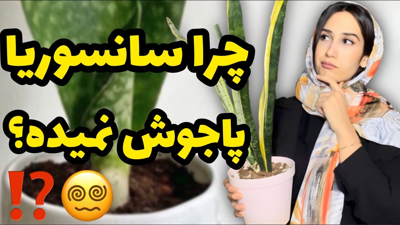 راز پاجوش دهی سانسوریا😍/ نکات طلایی برای پاجوش دهی گیاه سانسوریا😎 / چرا سانسوریا پاجوش نمیده؟