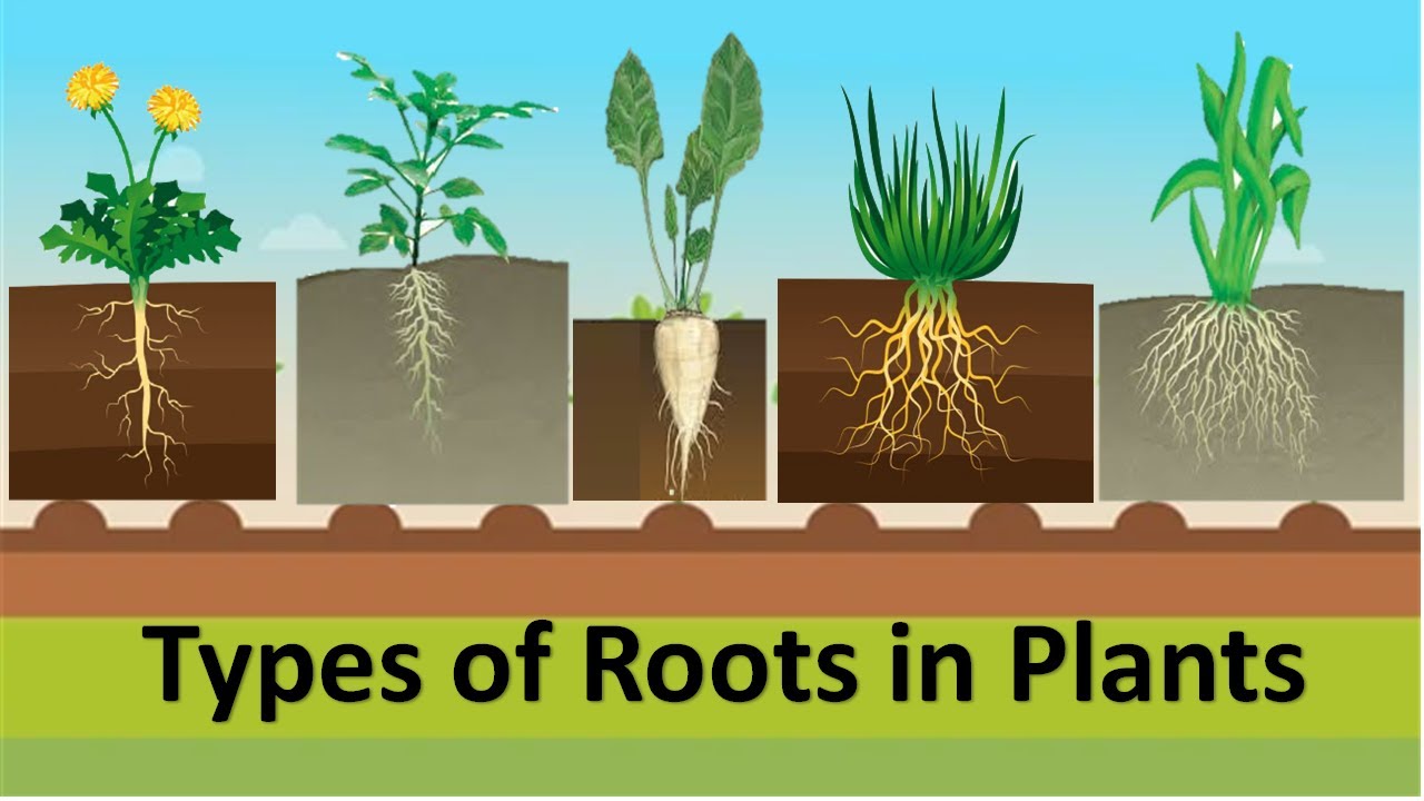 types of roots in plants |#taproot |#fibrousroot |#adventitiousroot |#tuberousroot |#etoddlers