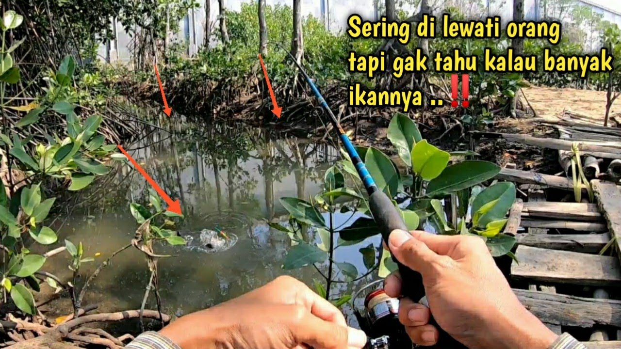 TAK DI SANGKA KALI KECIL INI BANYAK IKAN_170